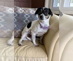 Small #2 Rat Terrier Mix