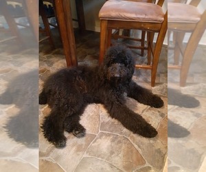 Father of the Schnoodle (Giant) puppies born on 04/20/2020