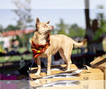 Small #8 Chihuahua
