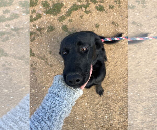 Medium Photo #4 Labrador Retriever-Unknown Mix Puppy For Sale in San Diego, CA, USA