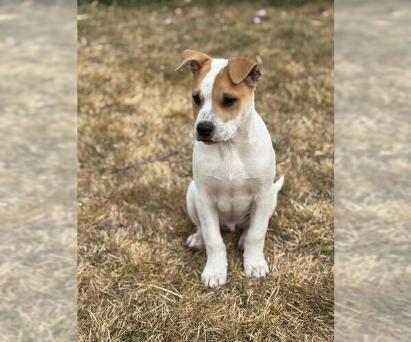 Medium Photo #7 Bulldog-Unknown Mix Puppy For Sale in MIDWAY, UT, USA