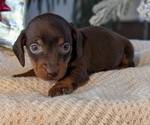 Small #6 Dachshund