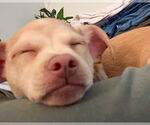 Small #7 Chihuahua Mix