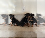 Small Photo #3 Miniature Pinscher Puppy For Sale in CANOGA, NY, USA