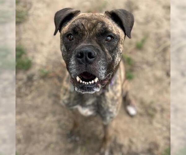 Medium Photo #3 Boxer-Unknown Mix Puppy For Sale in Aurora, CO, USA