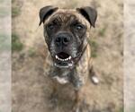 Small #2 Boxer Mix