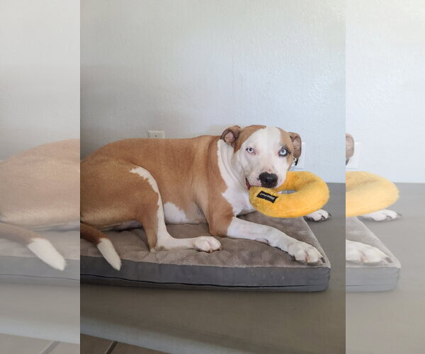 Medium Photo #6 American Pit Bull Terrier Puppy For Sale in Chandler, AZ, USA