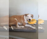 Small Photo #6 American Pit Bull Terrier Puppy For Sale in Chandler, AZ, USA