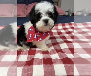 Lhatese-Maltese Mix Puppy for sale in RICHMOND, IL, USA