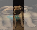 Puppy Teddy Pug