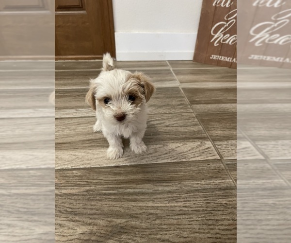Medium Photo #19 Maltipoo Puppy For Sale in APPLE VALLEY, CA, USA