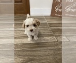 Small #18 Maltipoo