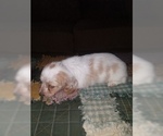 Small Photo #2 Dachshund Puppy For Sale in HAMILTON, MO, USA