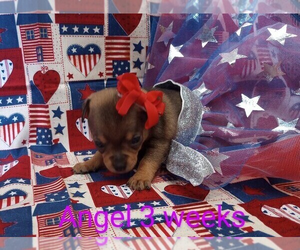 Medium Photo #1 Chihuahua Puppy For Sale in MANCHESTER, PA, USA