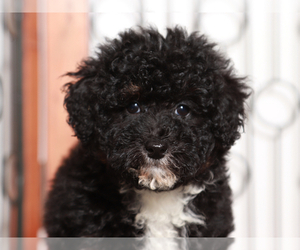 Miniature Bernedoodle Puppy for sale in NAPLES, FL, USA