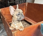 Small #11 French Bulldog