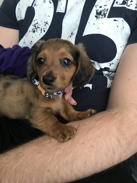 63+ Long Haired Miniature Dachshund Puppies For Sale In South Carolina