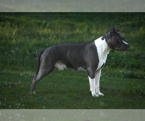 Medium Photo #1 American Staffordshire Terrier Puppy For Sale in STOCKBRIDGE, MI, USA