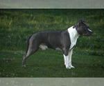 Small Photo #1 American Staffordshire Terrier Puppy For Sale in STOCKBRIDGE, MI, USA