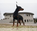 Small Photo #12 Doberman Pinscher Puppy For Sale in WARSAW, IN, USA