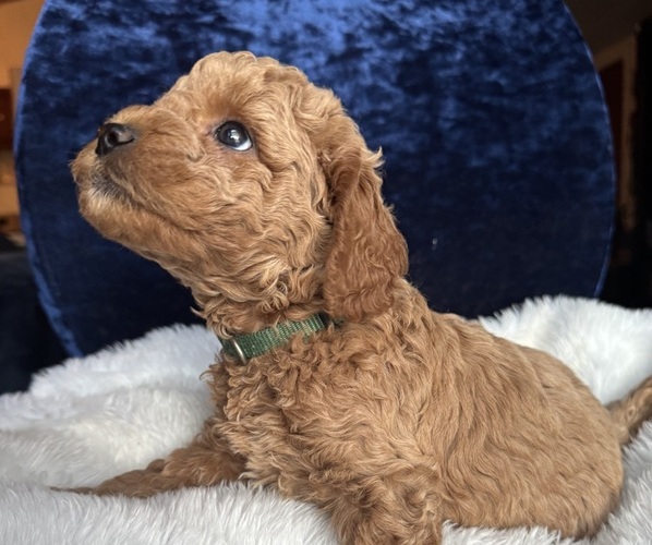 Medium Photo #4 Goldendoodle (Miniature) Puppy For Sale in SAN FERNANDO, CA, USA