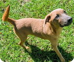 Small #2 Labrador Retriever Mix