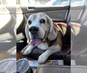 Turbo - Male Beagle Dog for Adoption - Photo #4
