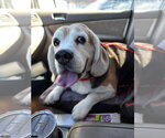 Small Photo #4 Beagle Puppy For Sale in Las Vegas, NV, USA