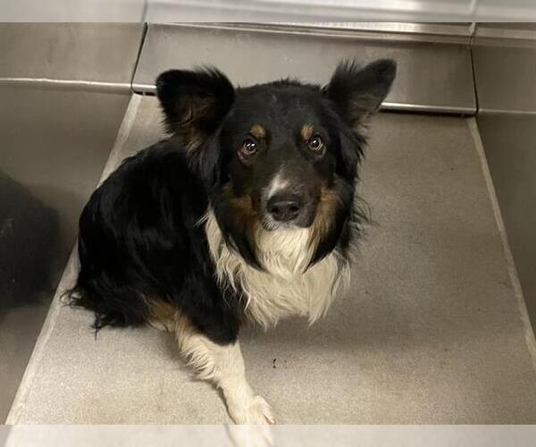 Medium Photo #1 Australian Shepherd Puppy For Sale in Modesto, CA, USA