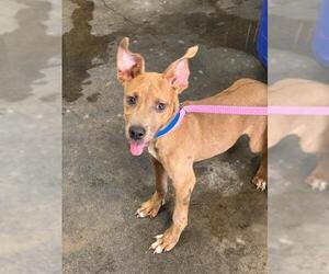 Mutt Dogs for adoption in San Bernardino, CA, USA