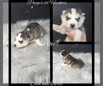 Small Photo #52 Siberian Husky Puppy For Sale in BLOOMFIELD, IN, USA