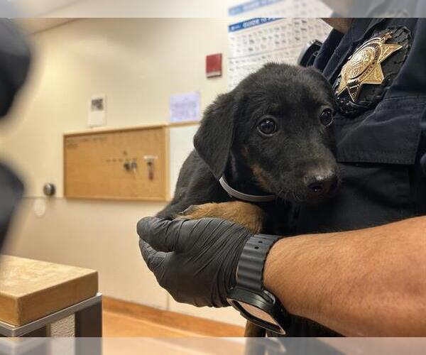 Medium Photo #1 Doberman Pinscher-Unknown Mix Puppy For Sale in Martinez, CA, USA