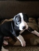 Small Photo #2 Great Dane Puppy For Sale in CLOVIS, CA, USA