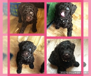 Australian Labradoodle Puppy for Sale in Stockport, Greater Manchester (England) United Kingdom