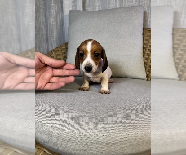 Medium Photo #6 Dachshund Puppy For Sale in ORLANDO, FL, USA