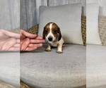 Small #5 Dachshund