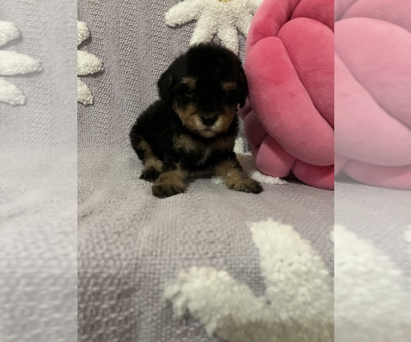 Medium Photo #10 Poodle (Toy) Puppy For Sale in SYLMAR, CA, USA