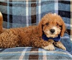 Small Photo #4 Cavachon-Poodle (Toy) Mix Puppy For Sale in LANCASTER, PA, USA