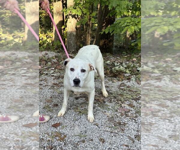Medium Photo #2 Dalmatian-Great Pyrenees Mix Puppy For Sale in Frenchburg, KY, USA