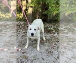 Small #1 Dalmatian-Great Pyrenees Mix