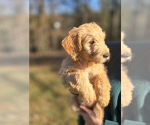 Goldendoodle Puppy for sale in DAHLONEGA, GA, USA
