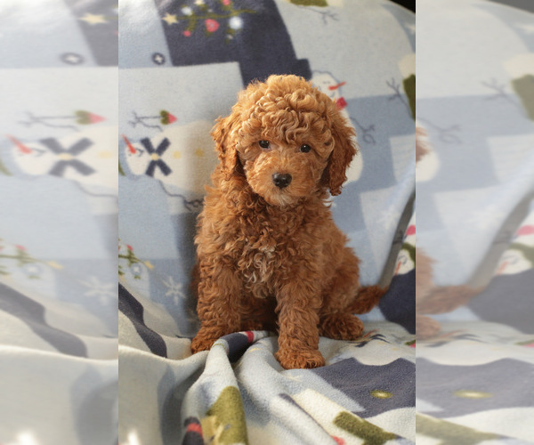 Medium Photo #7 Goldendoodle (Miniature) Puppy For Sale in MILWAUKEE, WI, USA