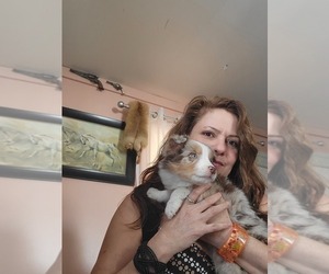 Miniature Australian Shepherd Puppy for sale in WILLIAMSBURG, CO, USA