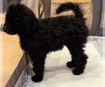 Small #7 Poodle (Standard)