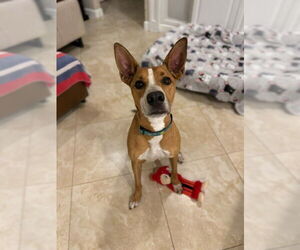 Catahoula Leopard Dog-Unknown Mix Dogs for adoption in Naples, FL, USA