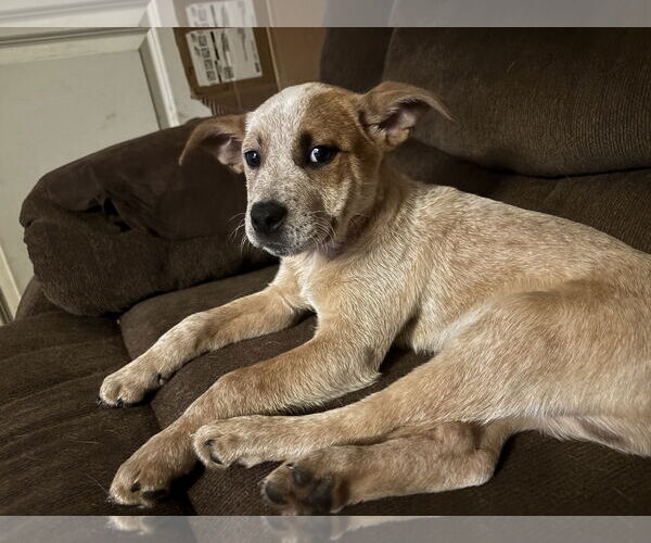 Medium Photo #2 Mutt Puppy For Sale in Garden City, NY, USA