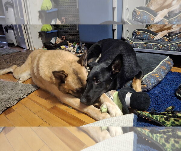 Medium Photo #19 German Shepherd Dog-Unknown Mix Puppy For Sale in Sebec, ME, USA