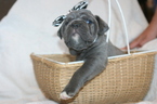 Small Photo #6 Cane Corso Puppy For Sale in MONTVILLE, OH, USA