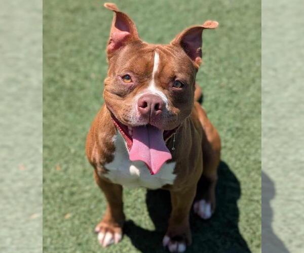 Medium Photo #5 American Pit Bull Terrier-Staffordshire Bull Terrier Mix Puppy For Sale in Rockwall, TX, USA