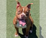 Small #4 American Pit Bull Terrier-Staffordshire Bull Terrier Mix